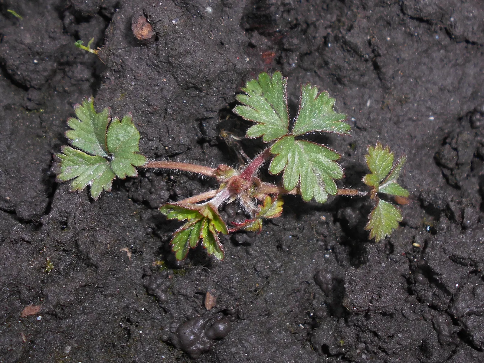 Indian Mock Strawberry (Duchesnea Indica) — is a ground-cover plant native to South and East Asia but has successfully naturalized in many other regions