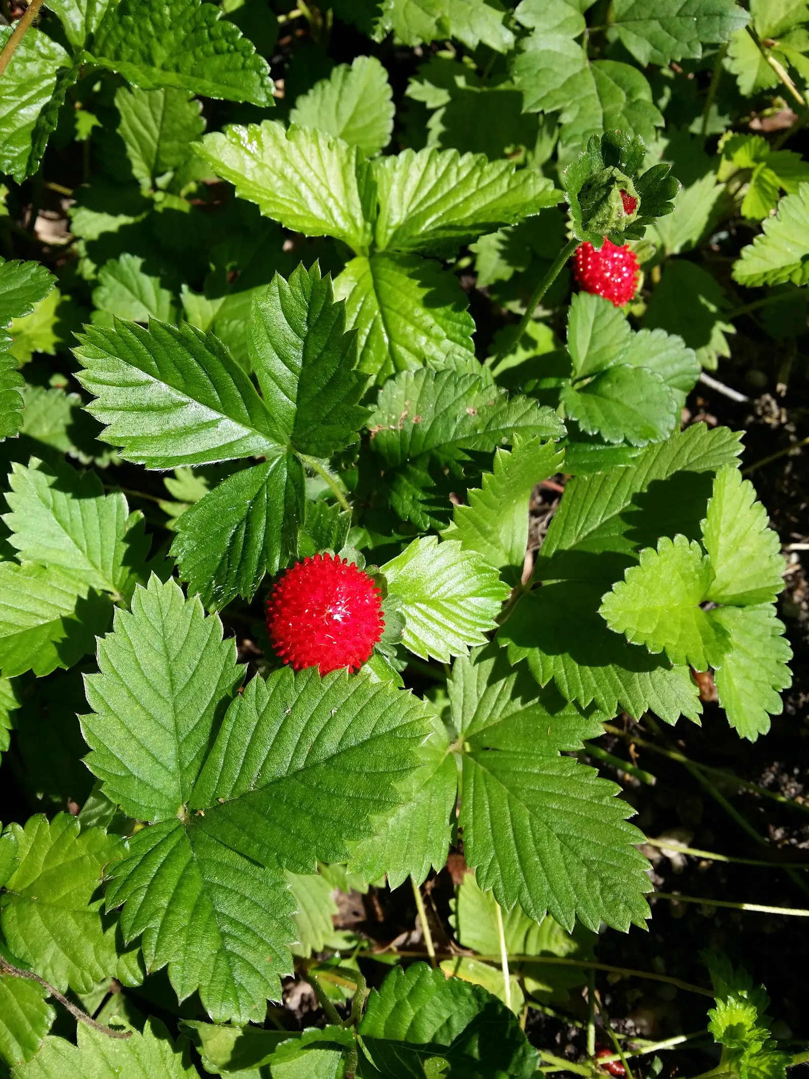 Indian Mock Strawberry (Duchesnea Indica) — is a ground-cover plant native to South and East Asia but has successfully naturalized in many other, image 93