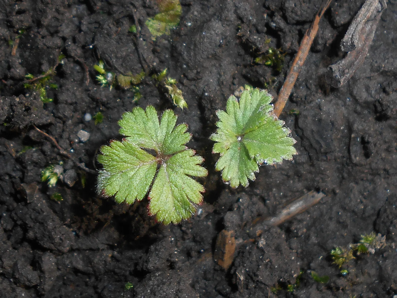 Indian Mock Strawberry (Duchesnea Indica) — while spreading up to 18 inches; with each leaflet typically reaching a length of 1 to 3 inches, image 90