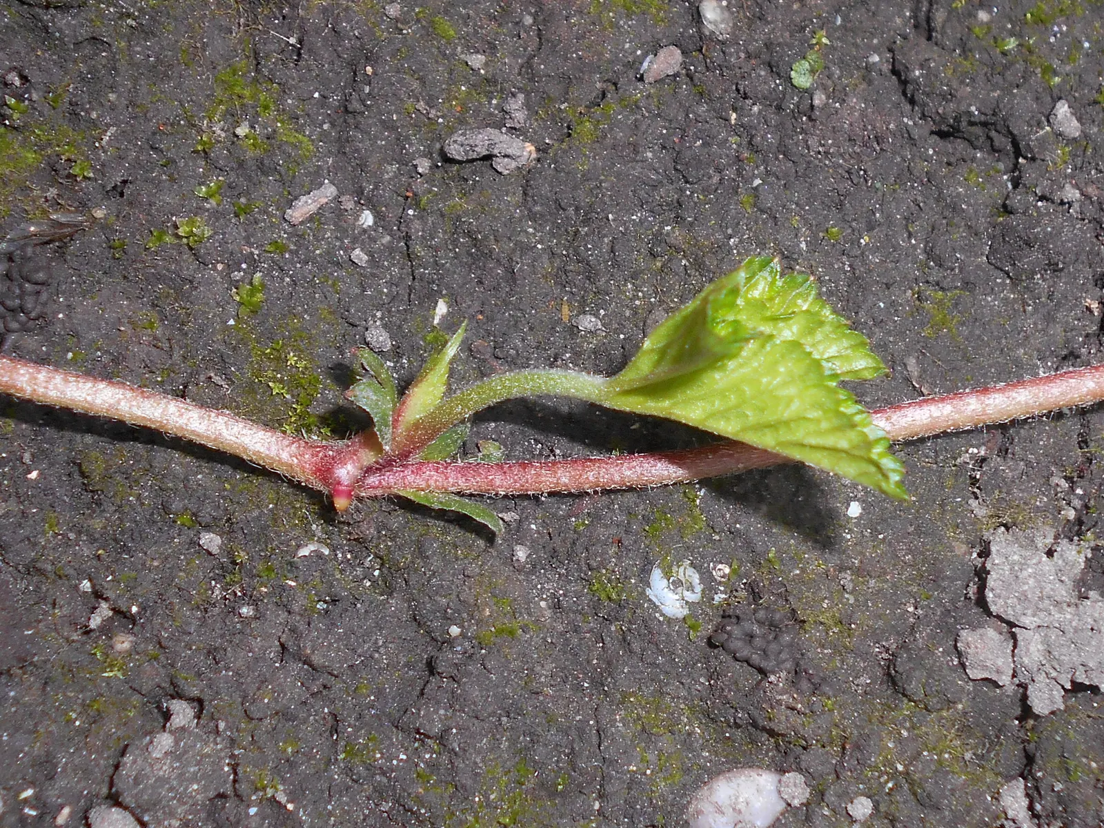 Indian Mock Strawberry (Duchesnea Indica) — It dons a striking resemblance to the common strawberry; with each leaflet typically reaching a length of 1 to 3