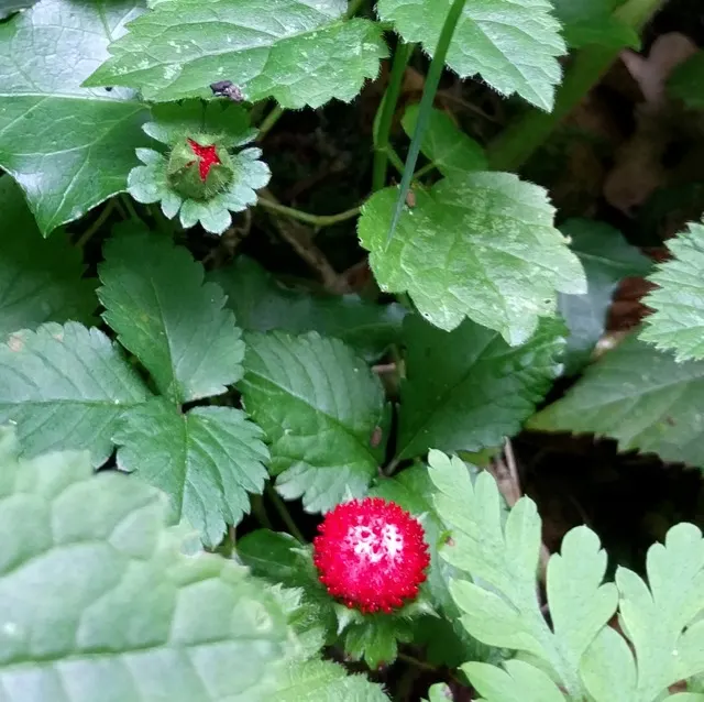 Indian Mock Strawberry (Duchesnea Indica) — which bloom from early spring until the fall; although the berries resemble the common strawberry, image 71