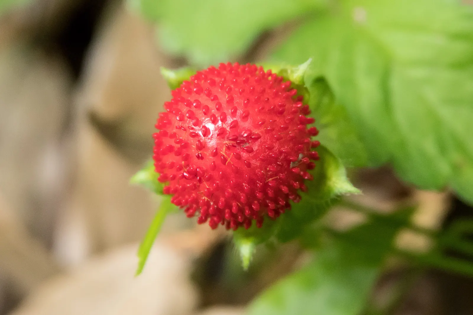 Indian Mock Strawberry (Duchesnea Indica) — is a fast-spreading ground cover with kidney-shaped leaves and yellow flowers; thriving in USDA zones, image 113