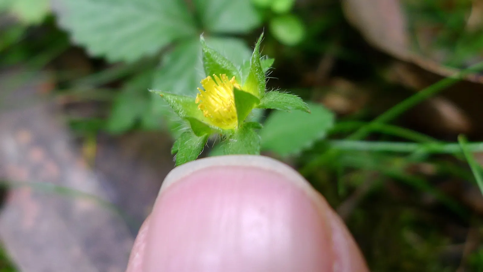 Indian Mock Strawberry (Duchesnea Indica) — This plant is an attractive filler, though not valued for its fruit; although the berries resemble the, image 63