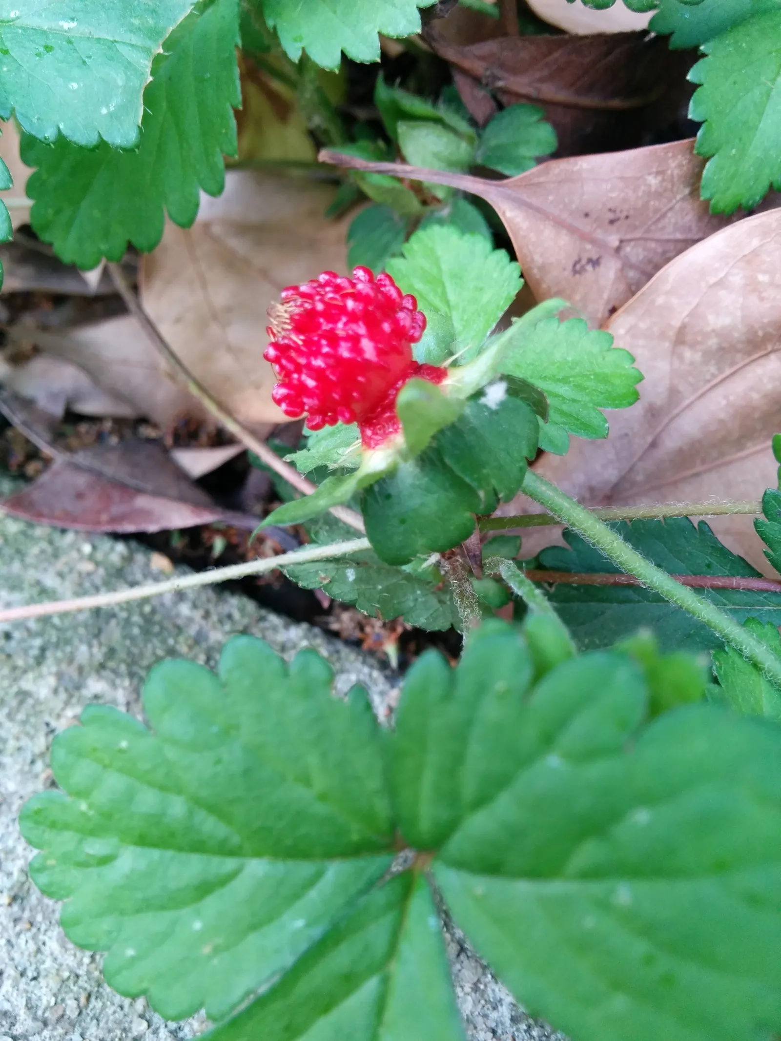 Indian Mock Strawberry (Duchesnea Indica) — is a ground-cover plant native to South and East Asia but has successfully naturalized in many other, image 37