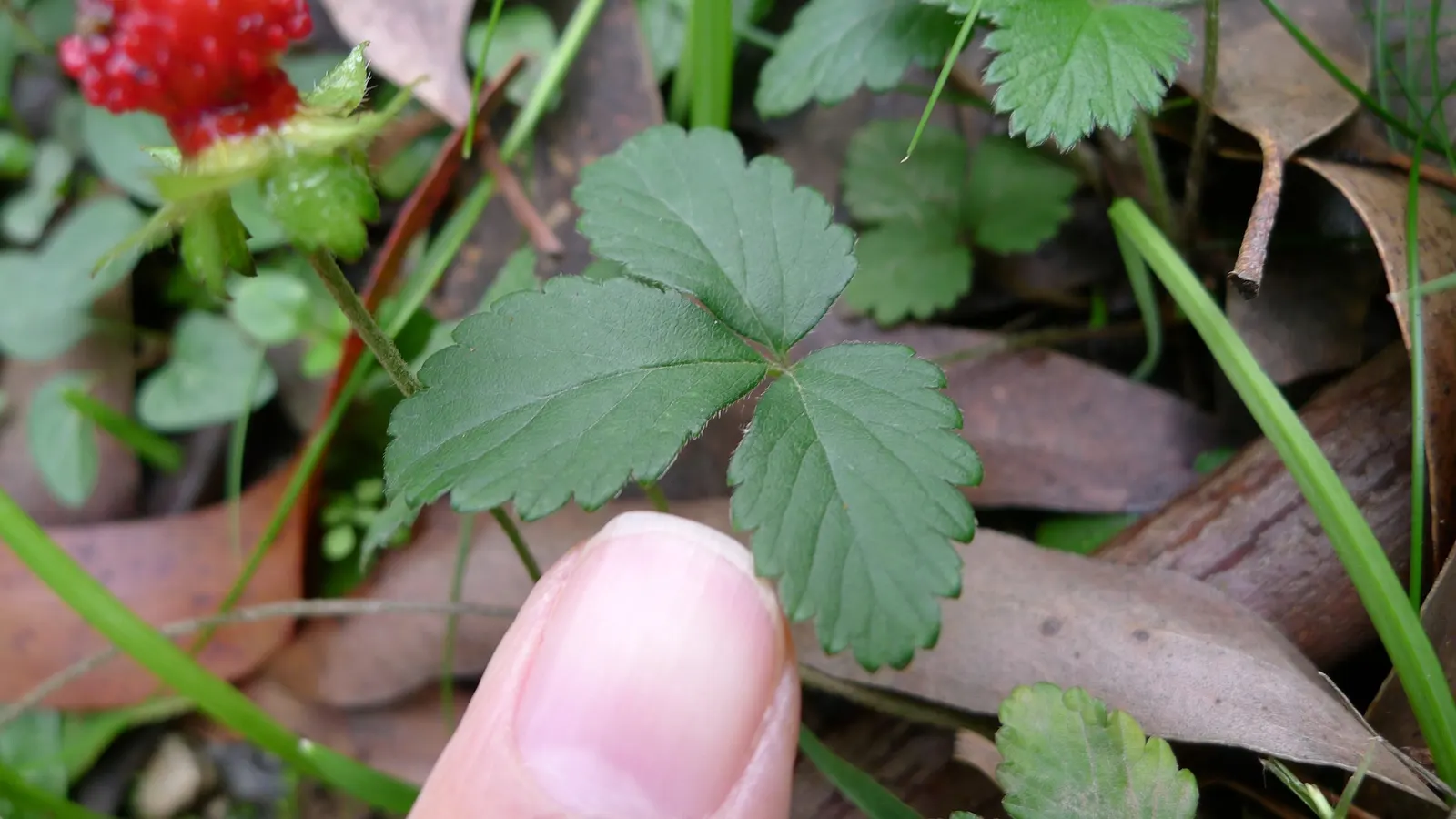 Indian Mock Strawberry (Duchesnea Indica) — Following these flowers, distinctive red berries emerge, reaching about half an inch in diameter