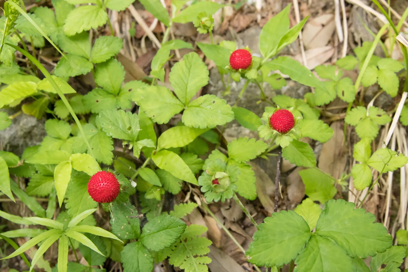 Indian Mock Strawberry (Duchesnea Indica) — is a fast-spreading ground cover with kidney-shaped leaves and yellow flowers