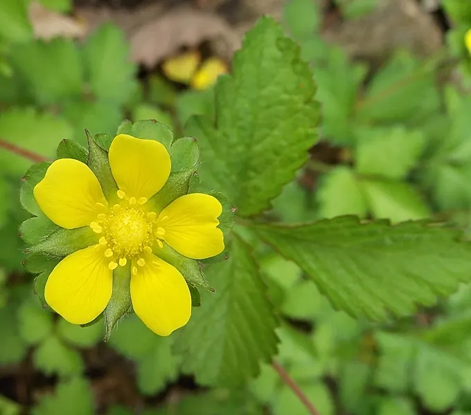 Indian Mock Strawberry (Duchesnea Indica) — Thriving in USDA zones 5-9