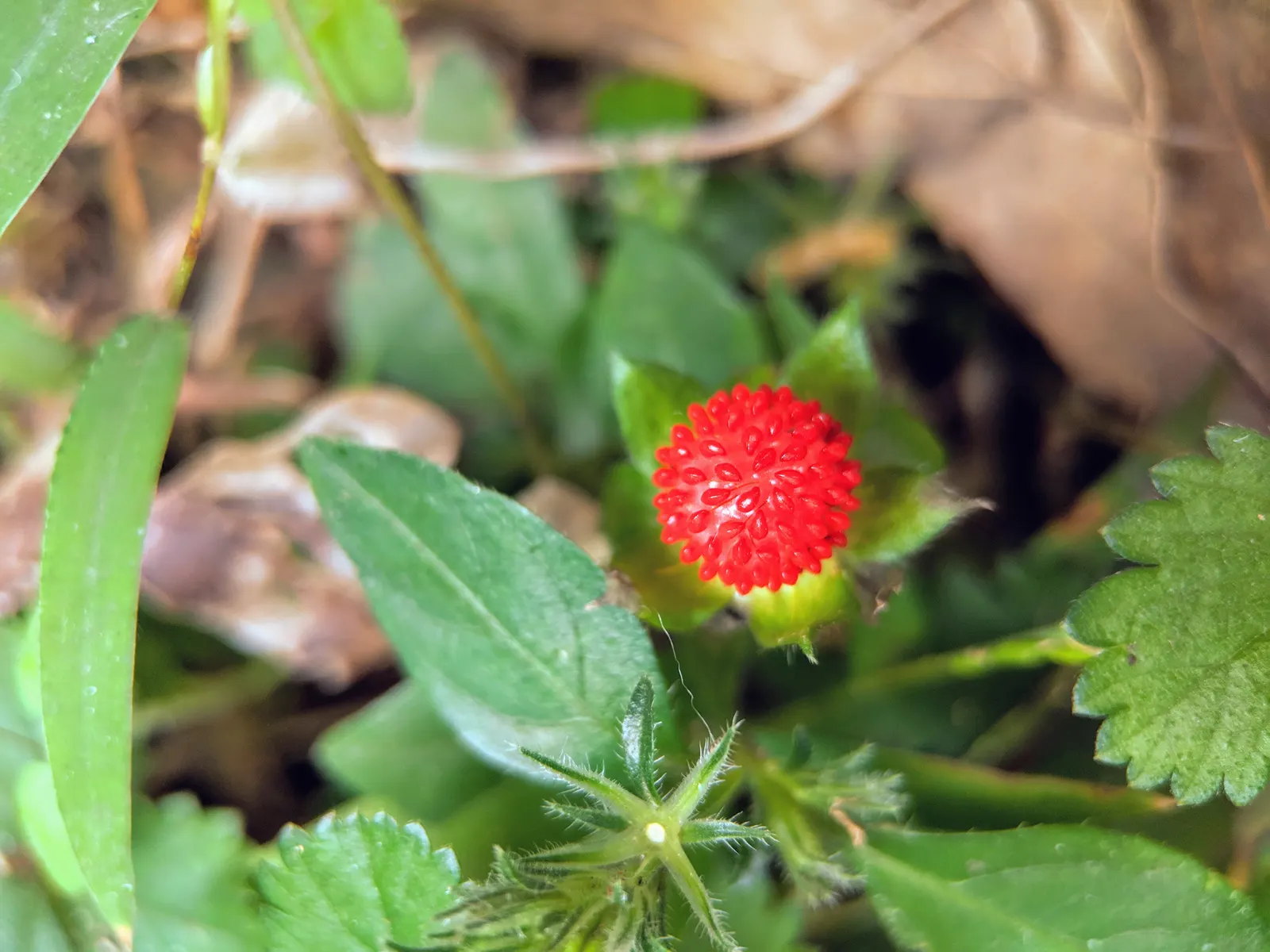 Indian Mock Strawberry (Duchesnea Indica) — Although the berries resemble the common strawberry; with each leaflet typically reaching a length of 1 to 3 inches