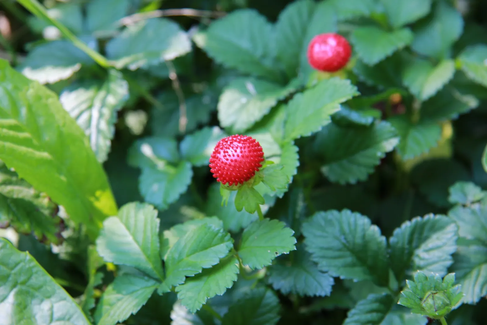 Indian Mock Strawberry (Duchesnea Indica) — is a ground-cover plant native to South and East Asia but has successfully naturalized in many other, image 65