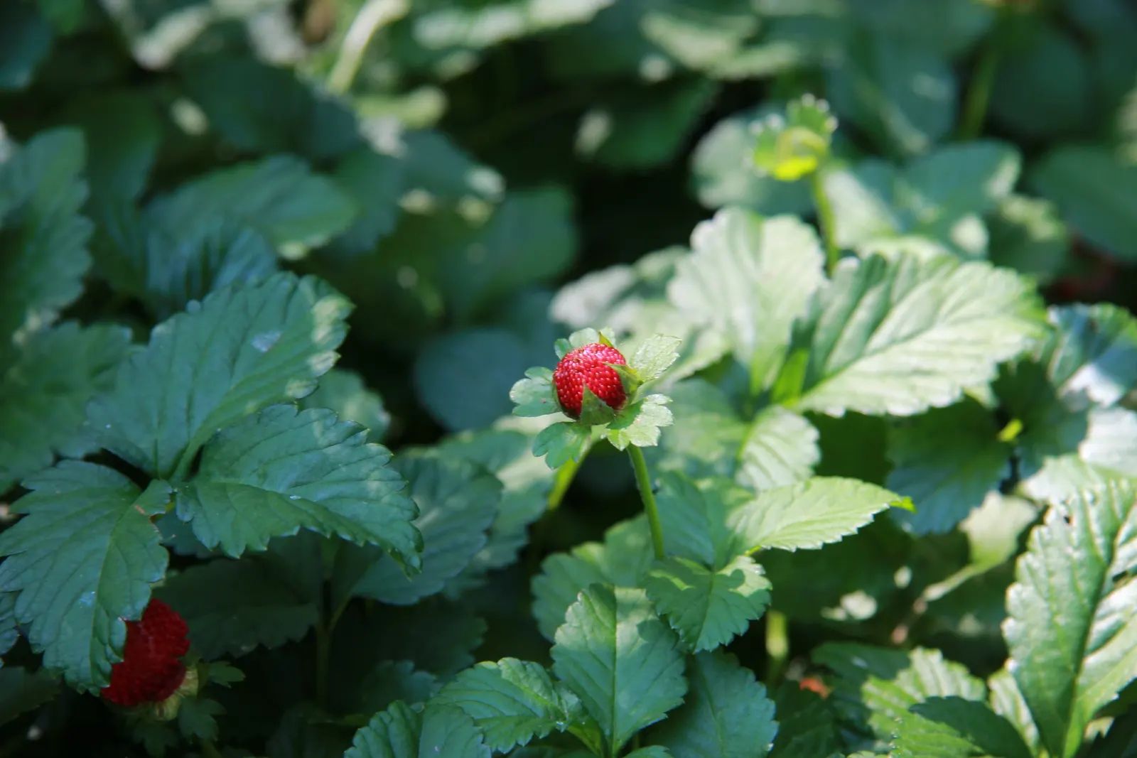 Indian Mock Strawberry (Duchesnea Indica) — ground cover / perennial for full or half or shade
