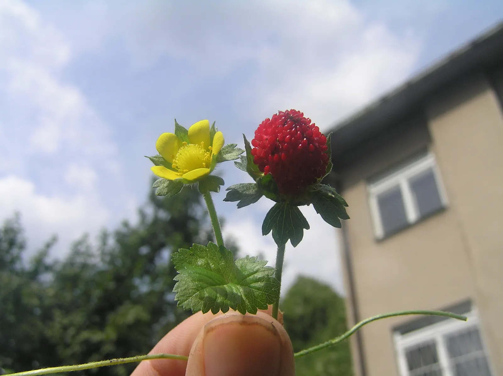 Indian Mock Strawberry (Duchesnea Indica) — extending up to 18 inches wide; with each leaflet typically reaching a length of 1 to 3 inches, image 78