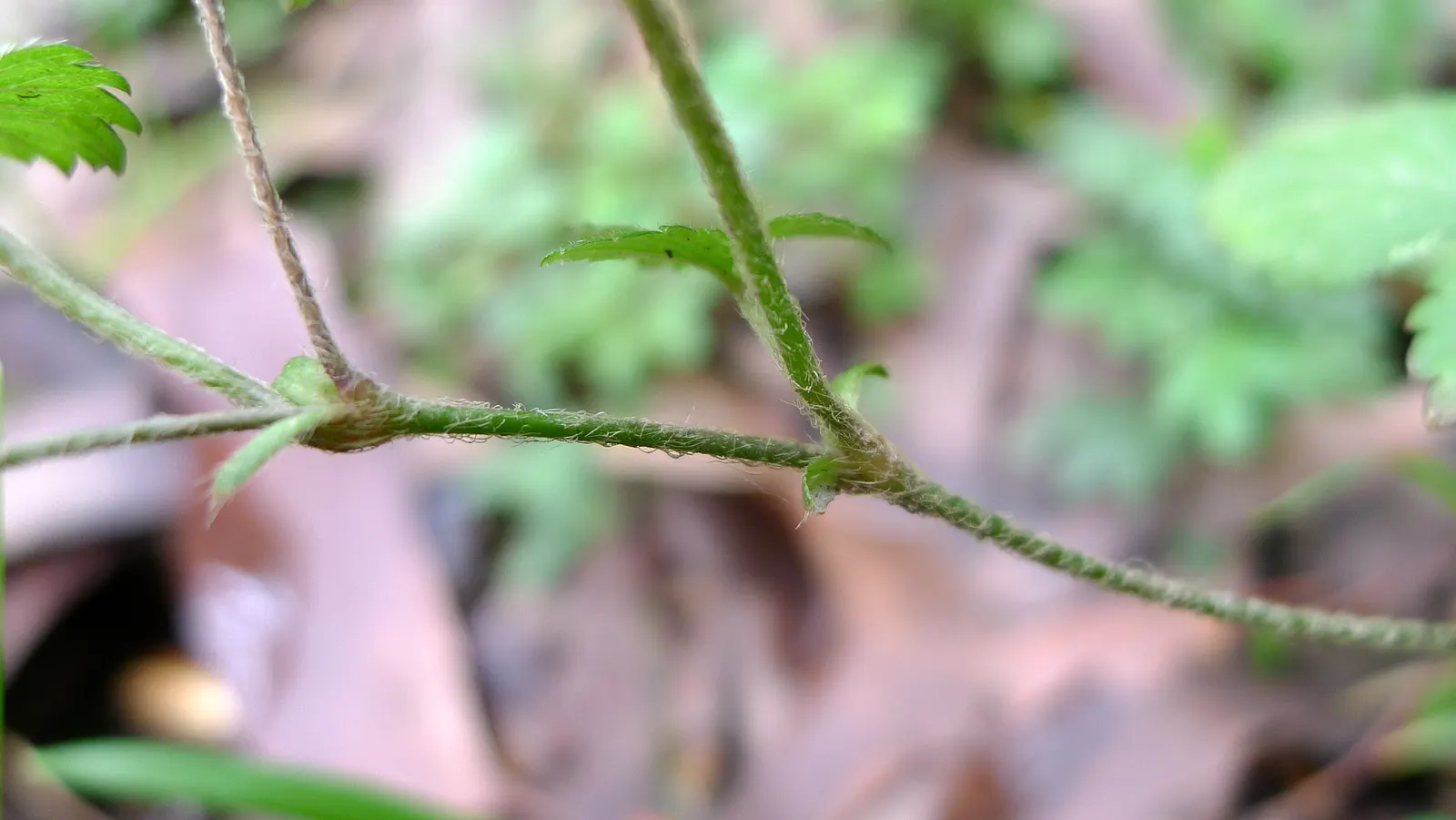 Indian Mock Strawberry (Duchesnea Indica) — The Indian Mock Strawberry flourishes in USDA hardiness zones 5 through 9; their adaptability and low, image 124