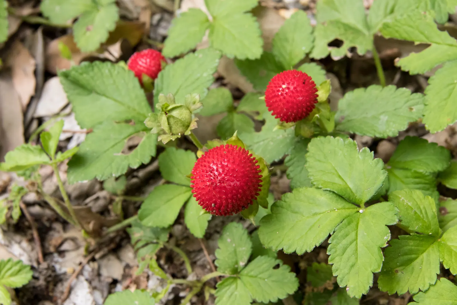 Indian Mock Strawberry (Duchesnea Indica) — filling spaces between stepping stones or cascading over retaining walls in a landscape design; their adaptability