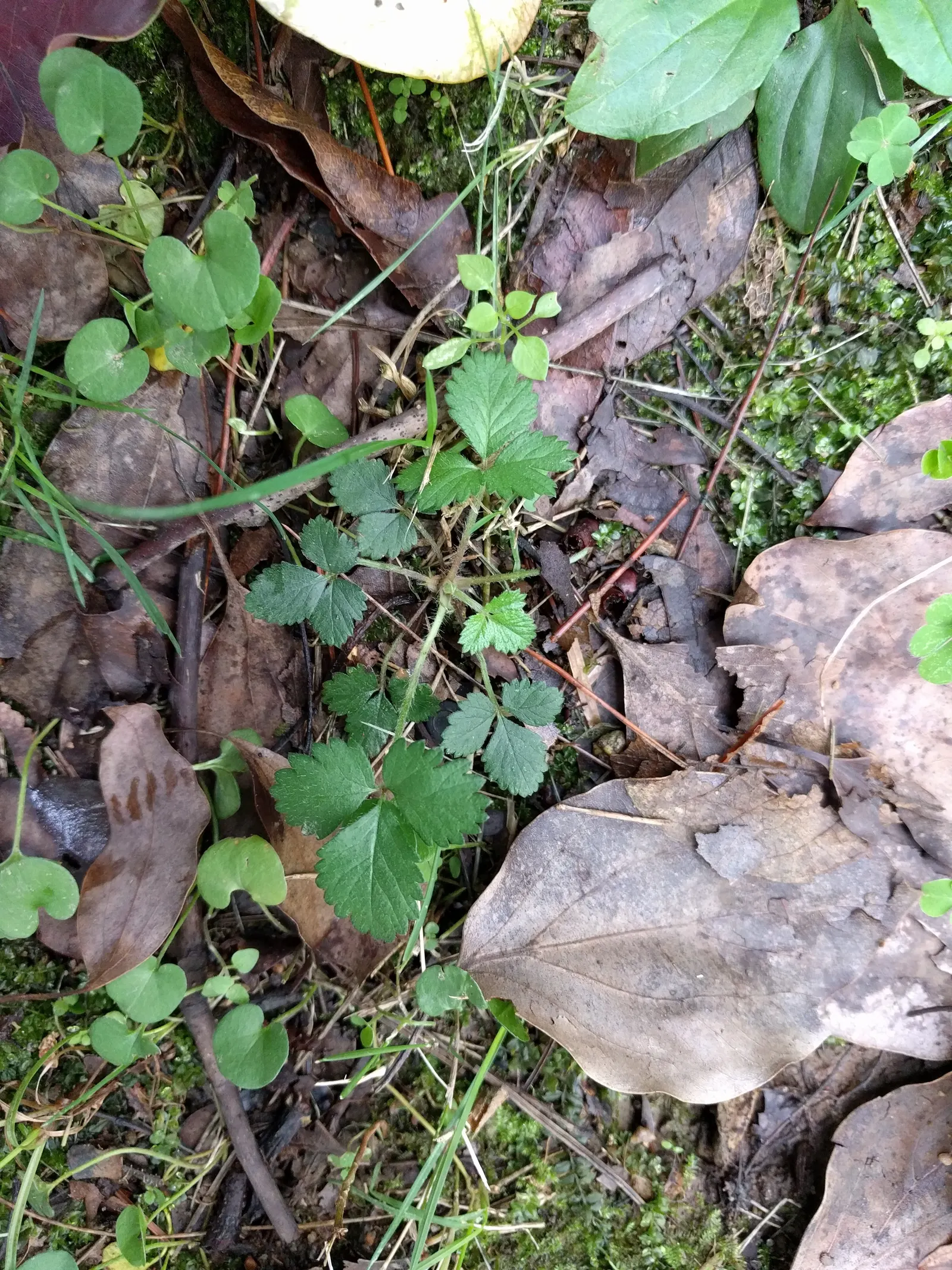 Indian Mock Strawberry (Duchesnea Indica) — typically around 0.5 inch in diameter