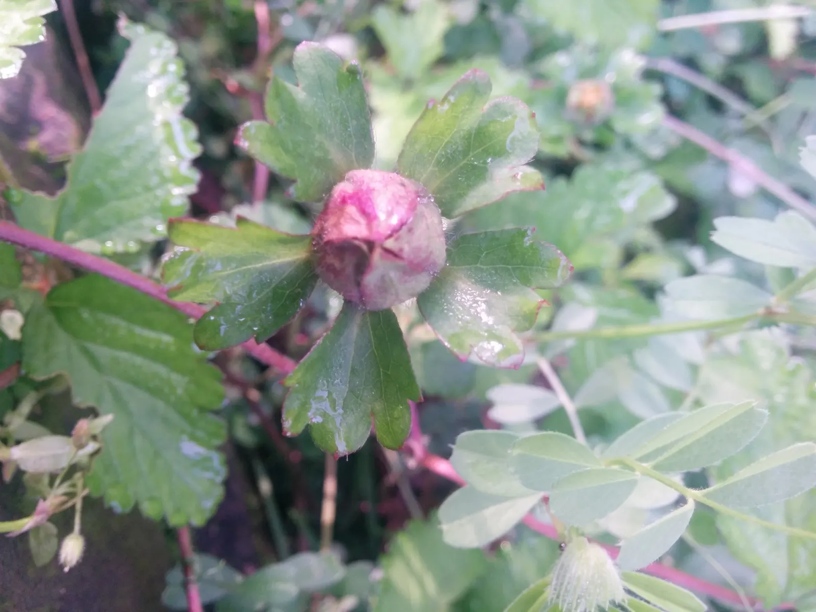 Indian Mock Strawberry (Duchesnea Indica) — This makes them an ideal candidate for ground cover; although the berries resemble the common strawberry