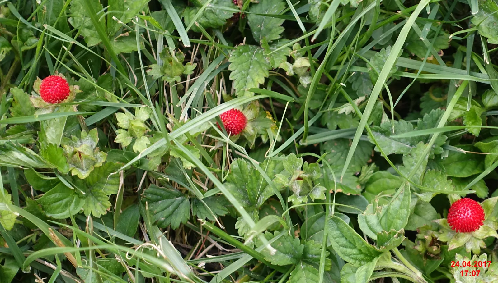 Indian Mock Strawberry (Duchesnea Indica) — they are generally tasteless; although the berries resemble the common strawberry, image 75