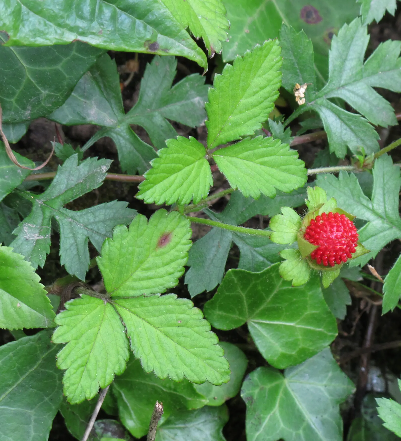 Indian Mock Strawberry (Duchesnea Indica) — Indian Mock Strawberries can spread quite prolifically; thriving in USDA zones 5-9, image 133