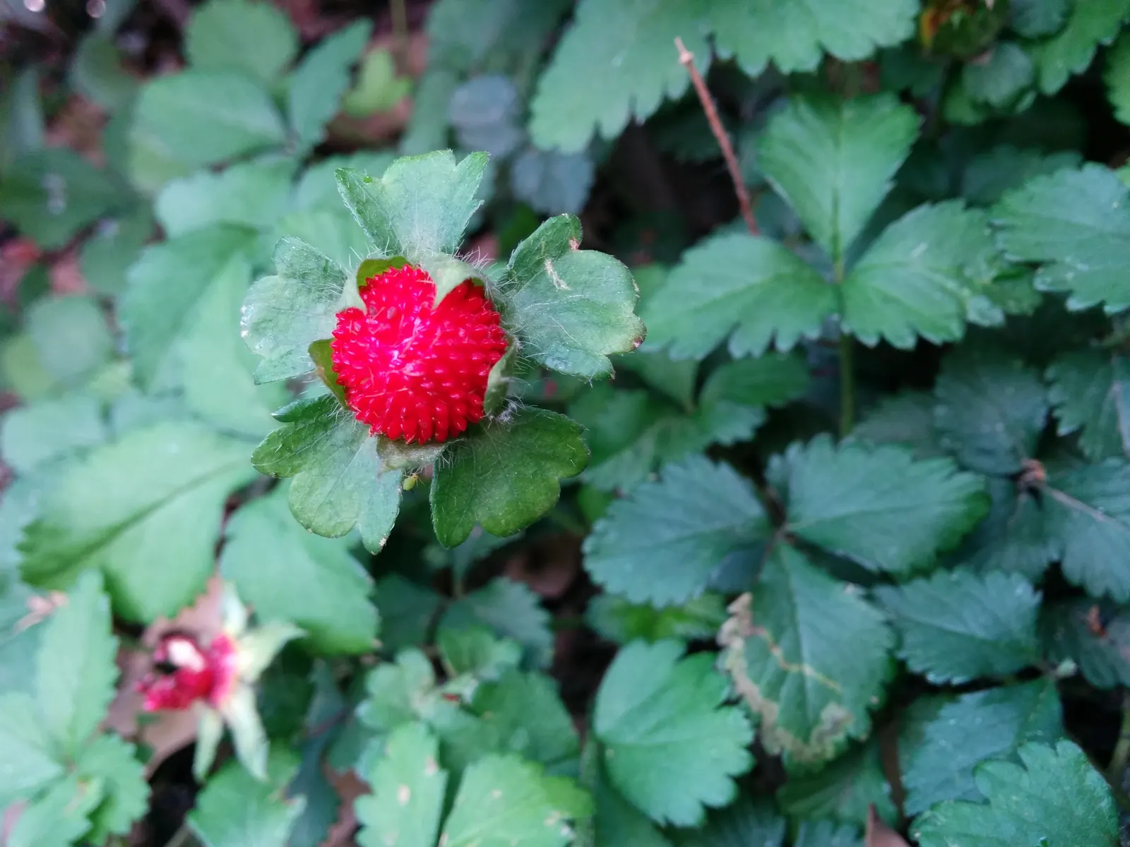 Indian Mock Strawberry (Duchesnea Indica) — typically around 0.5 inch in diameter; although the berries resemble the common strawberry, image 143