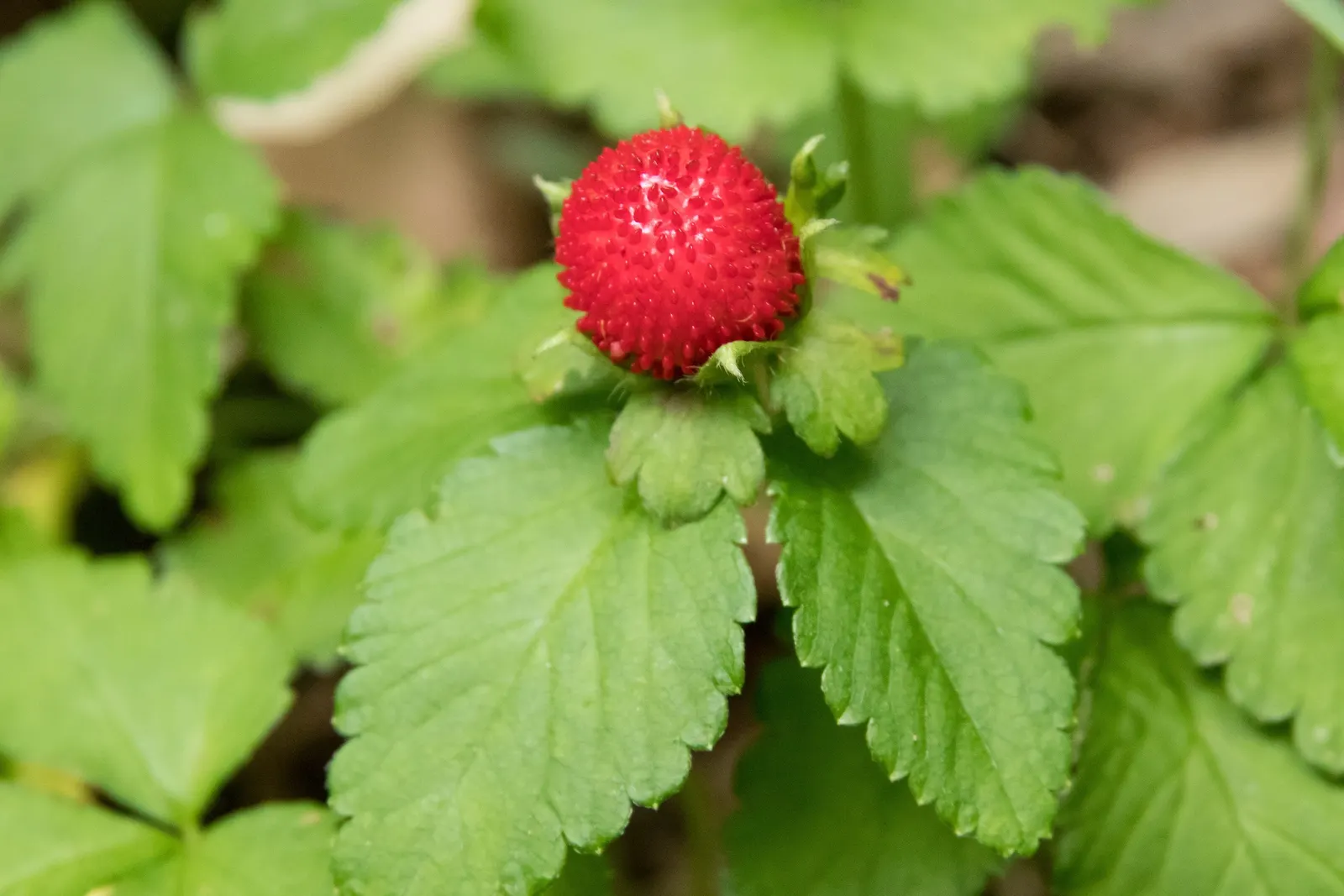 Indian Mock Strawberry (Duchesnea Indica) — scientifically named Duchesnea indica; their adaptability and low maintenance make them a suitable, image 120
