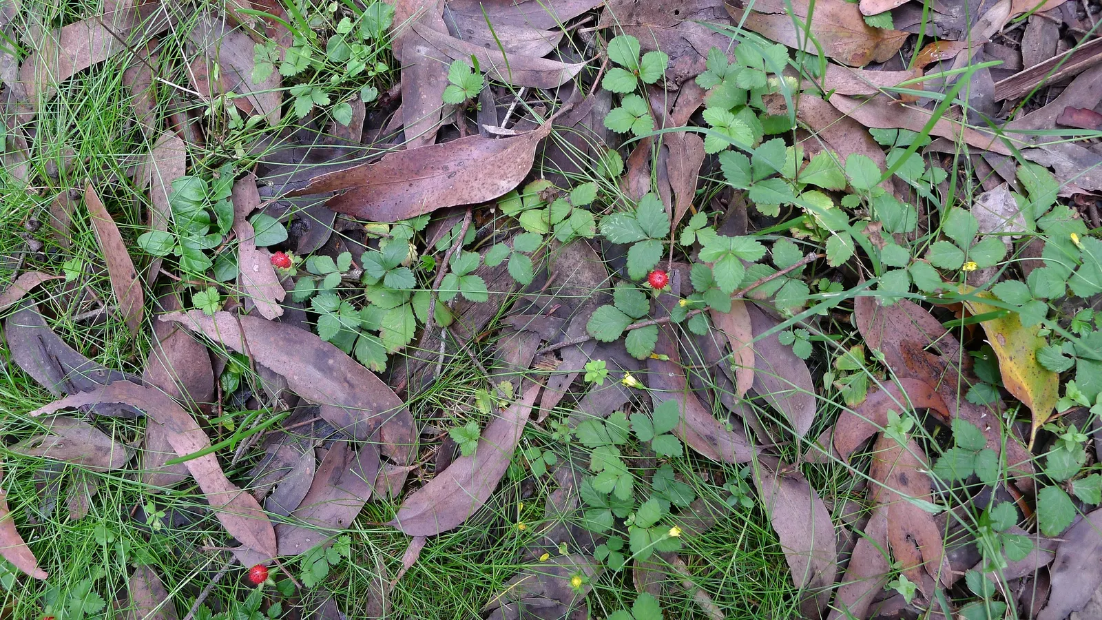 Indian Mock Strawberry (Duchesnea Indica) — it prefers partial to full sun and reaches about 3 inches in height; thriving in USDA zones 5-9, image 61