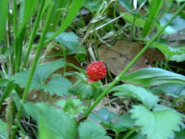 Indian Mock Strawberry (Duchesnea Indica) — It dons a striking resemblance to the common strawberry; with each leaflet typically reaching a length, image 94