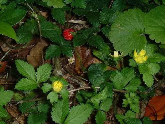 Indian Mock Strawberry (Duchesnea Indica) — Thriving in USDA zones 5-9; their adaptability and low maintenance make them a suitable choice for, image 88