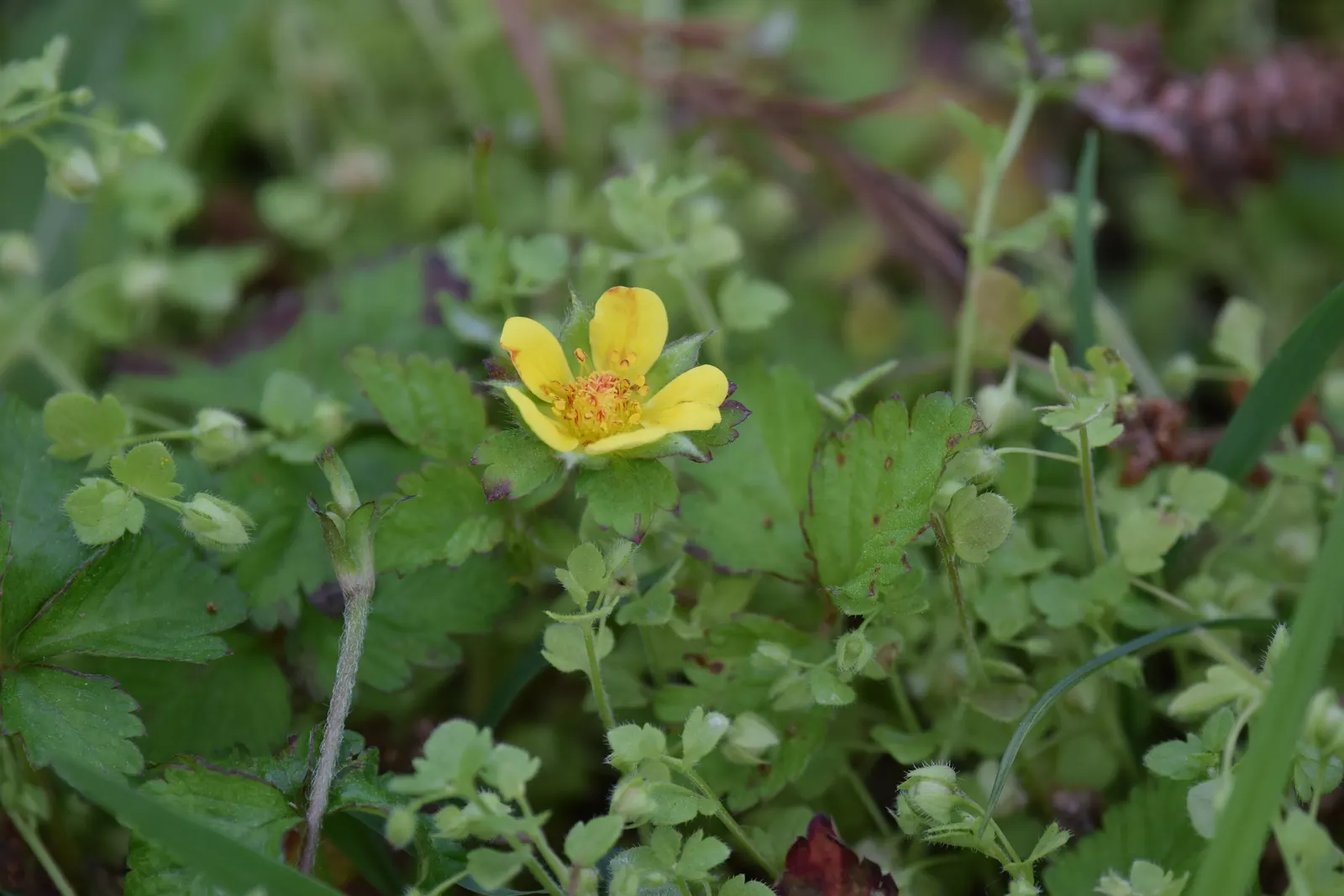 Indian Mock Strawberry (Duchesnea Indica) — ground cover / perennial with yellow blooms