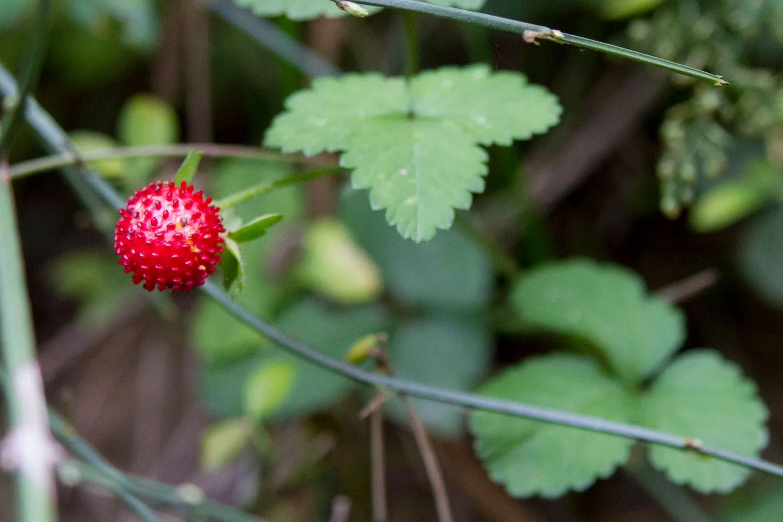 Indian Mock Strawberry (Duchesnea Indica) — providing an extended period of visual interest