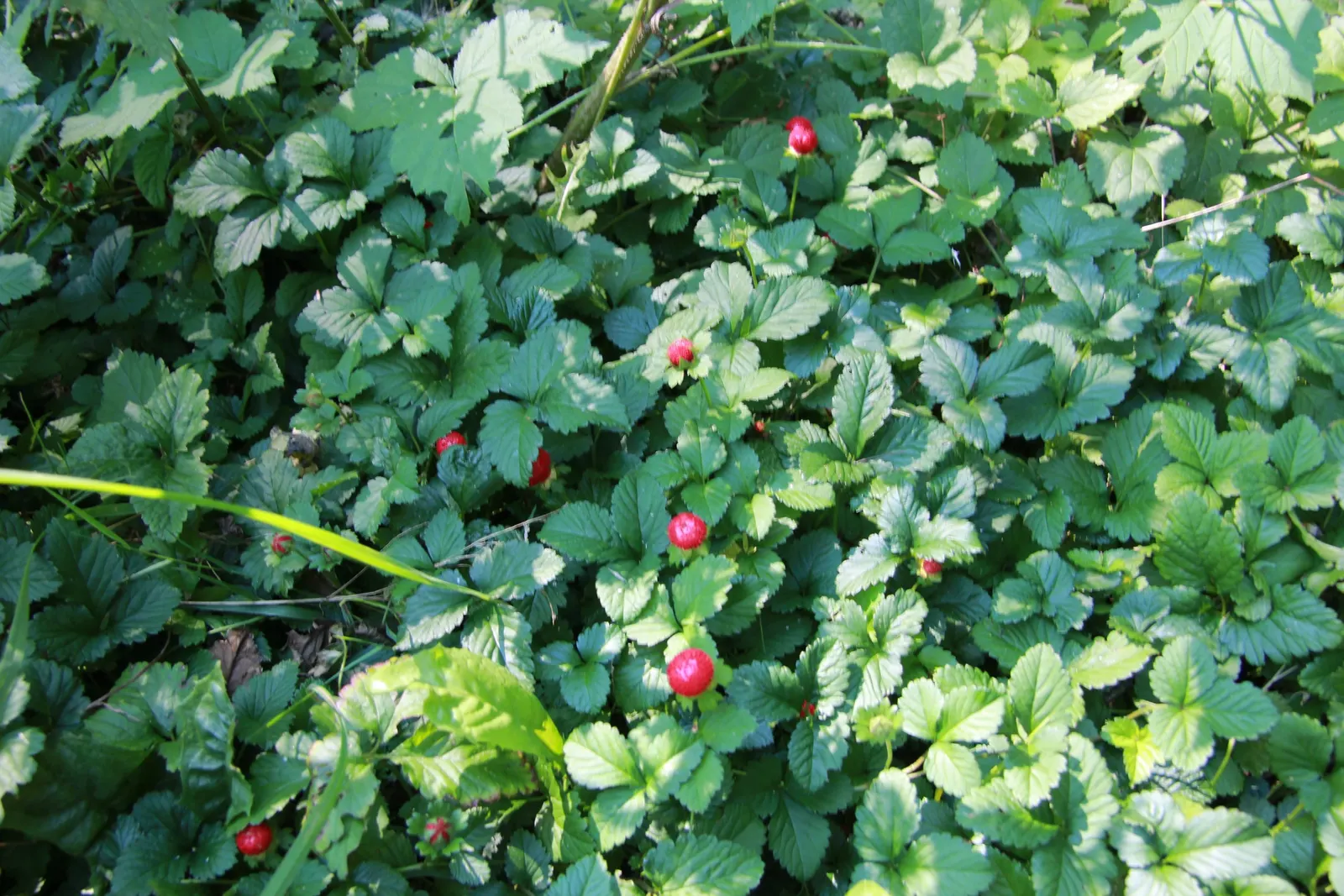 Indian Mock Strawberry (Duchesnea Indica) — typically around 0.5 inch in diameter; although the berries resemble the common strawberry