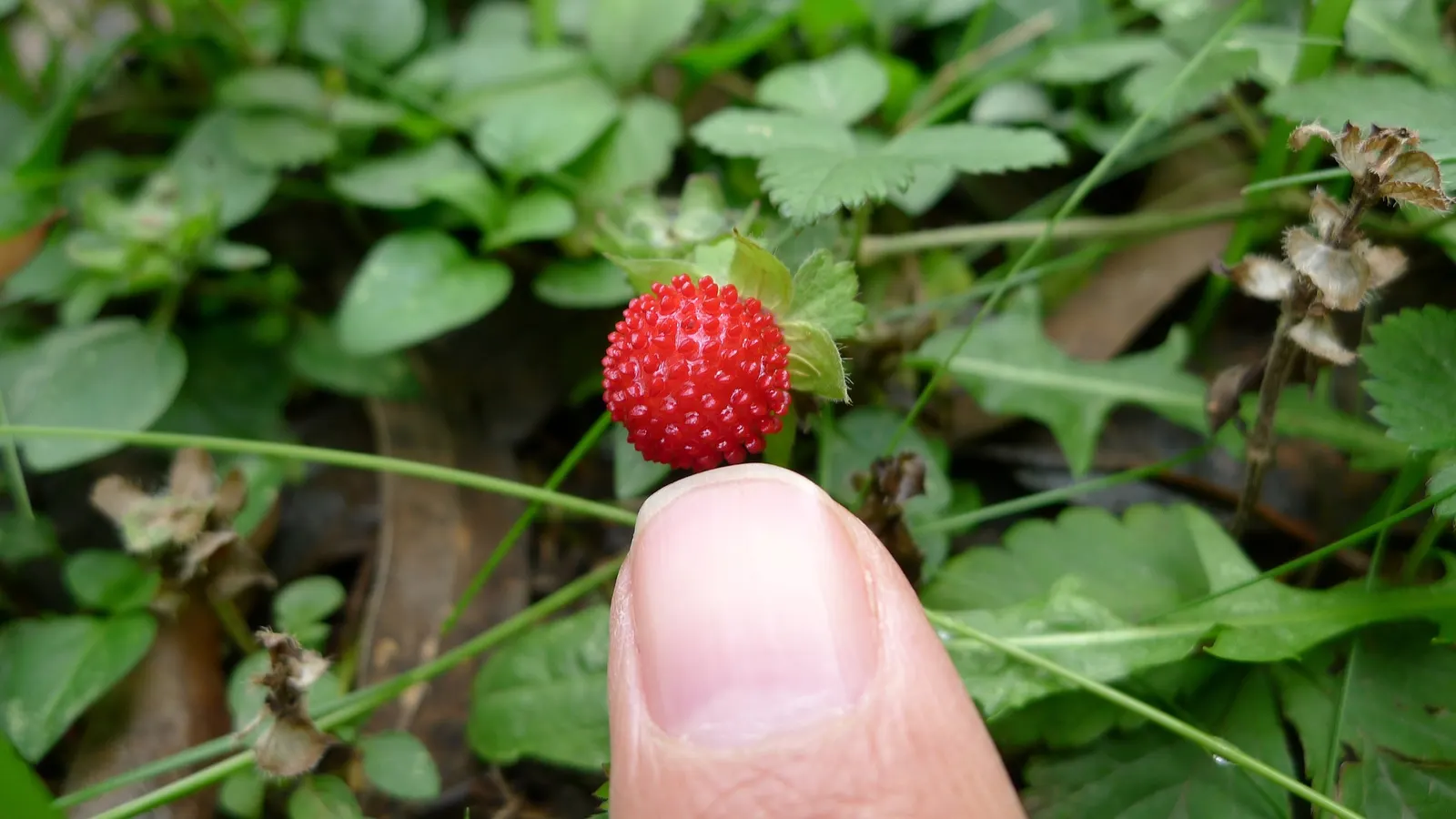 Indian Mock Strawberry (Duchesnea Indica) — yellow flowers in the garden