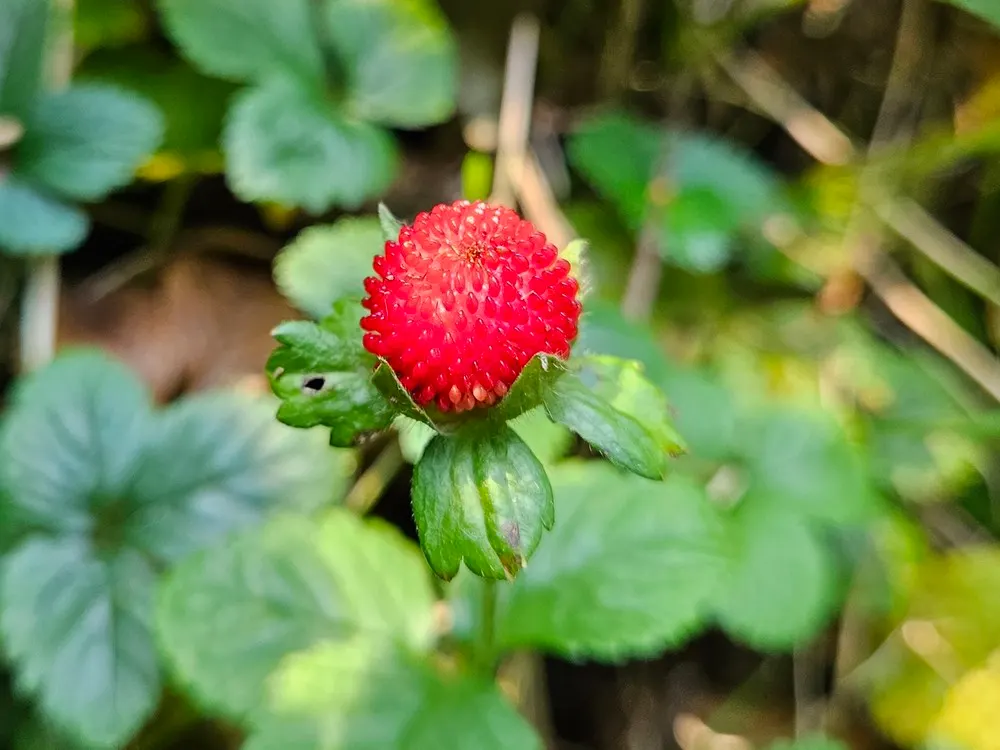 Indian Mock Strawberry (Duchesnea Indica) — It dons a striking resemblance to the common strawberry