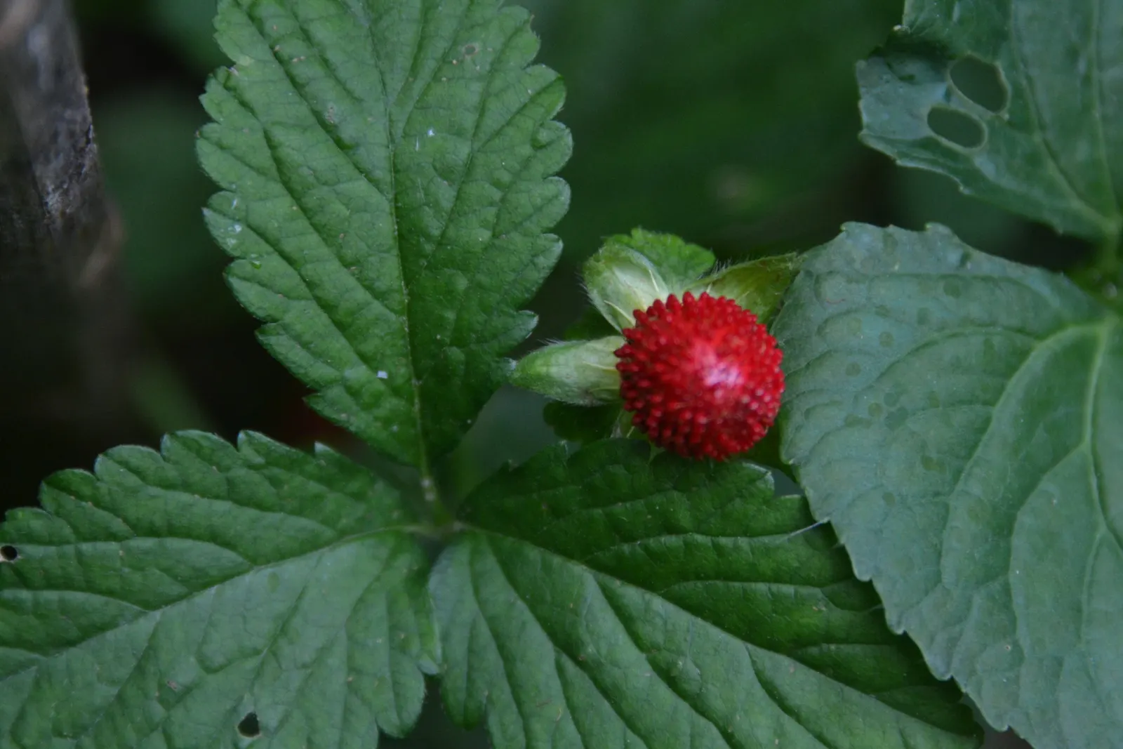 Indian Mock Strawberry (Duchesnea Indica) — demonstrating a high level of adaptability to various climates; thriving in USDA zones 5-9, image 97