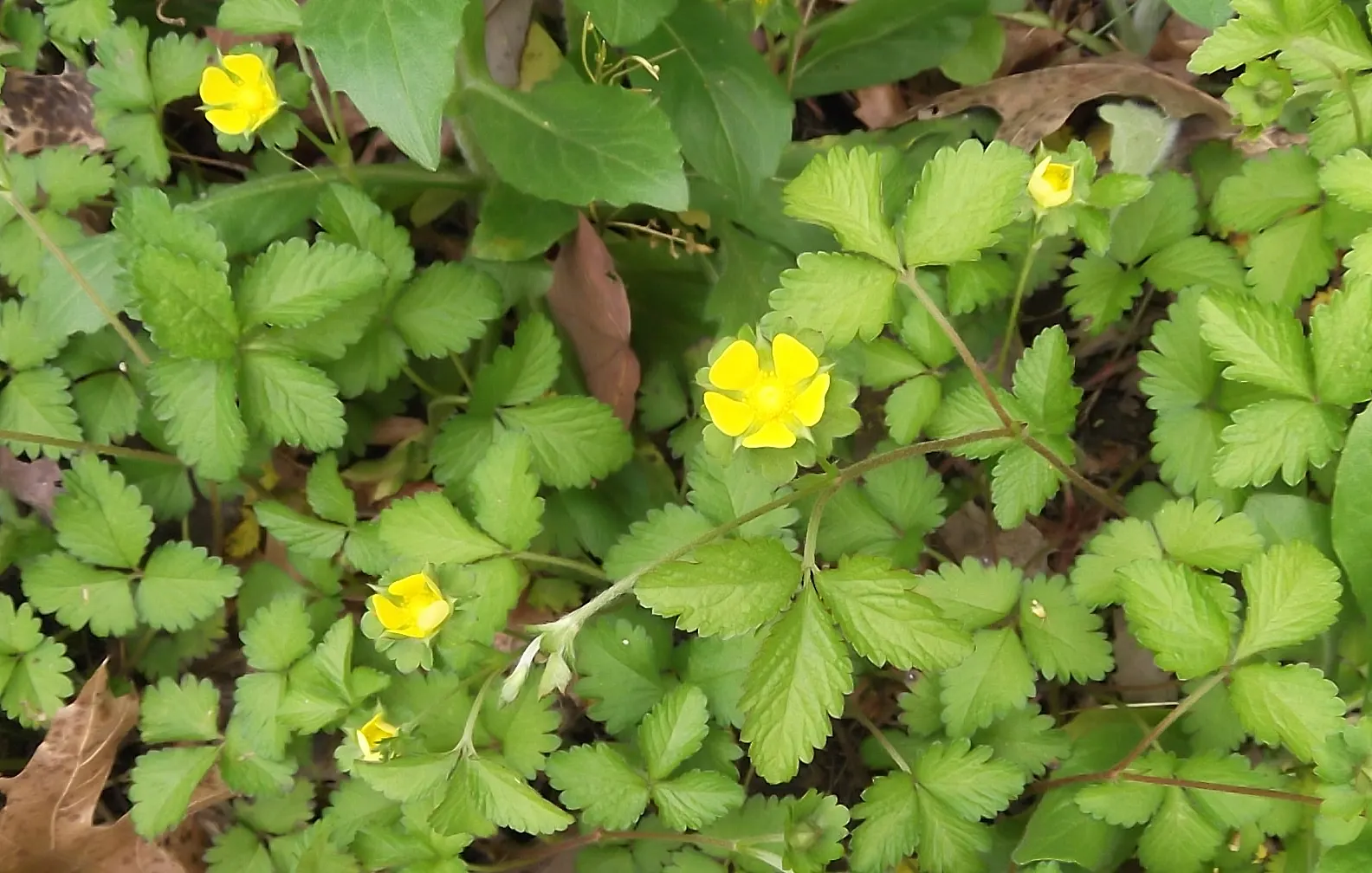 Indian Mock Strawberry (Duchesnea Indica) — Although the berries resemble the common strawberry; with each leaflet typically reaching a length of 1, image 130