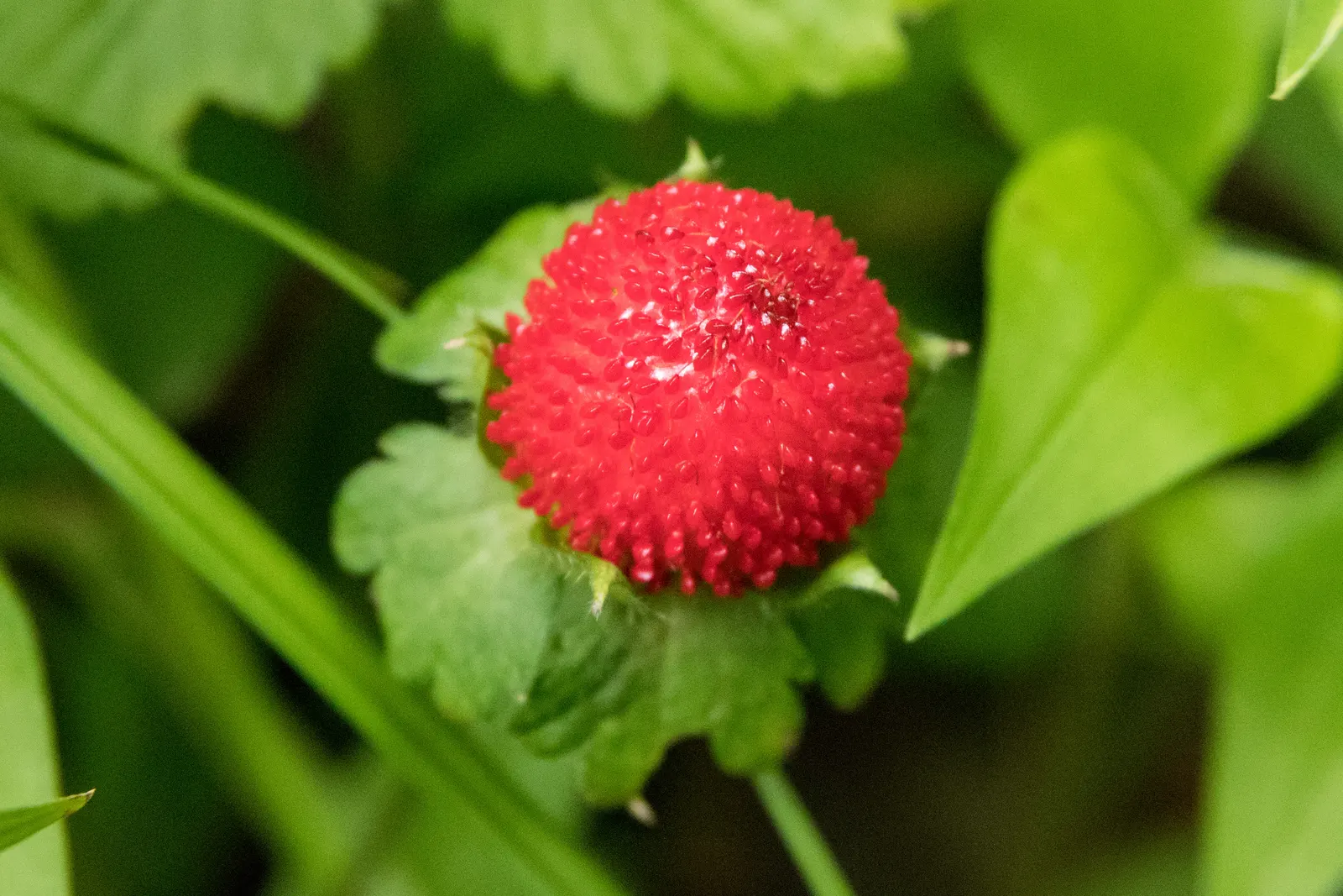 Indian Mock Strawberry (Duchesnea Indica) — they are generally tasteless; although the berries resemble the common strawberry, image 103