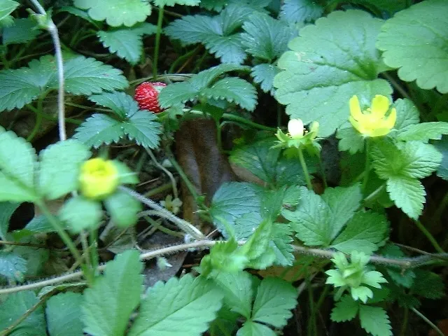 Indian Mock Strawberry (Duchesnea Indica) — and are often left untouched by wildlife.<br><br>Reaching only about 3 inches in height; their, image 76