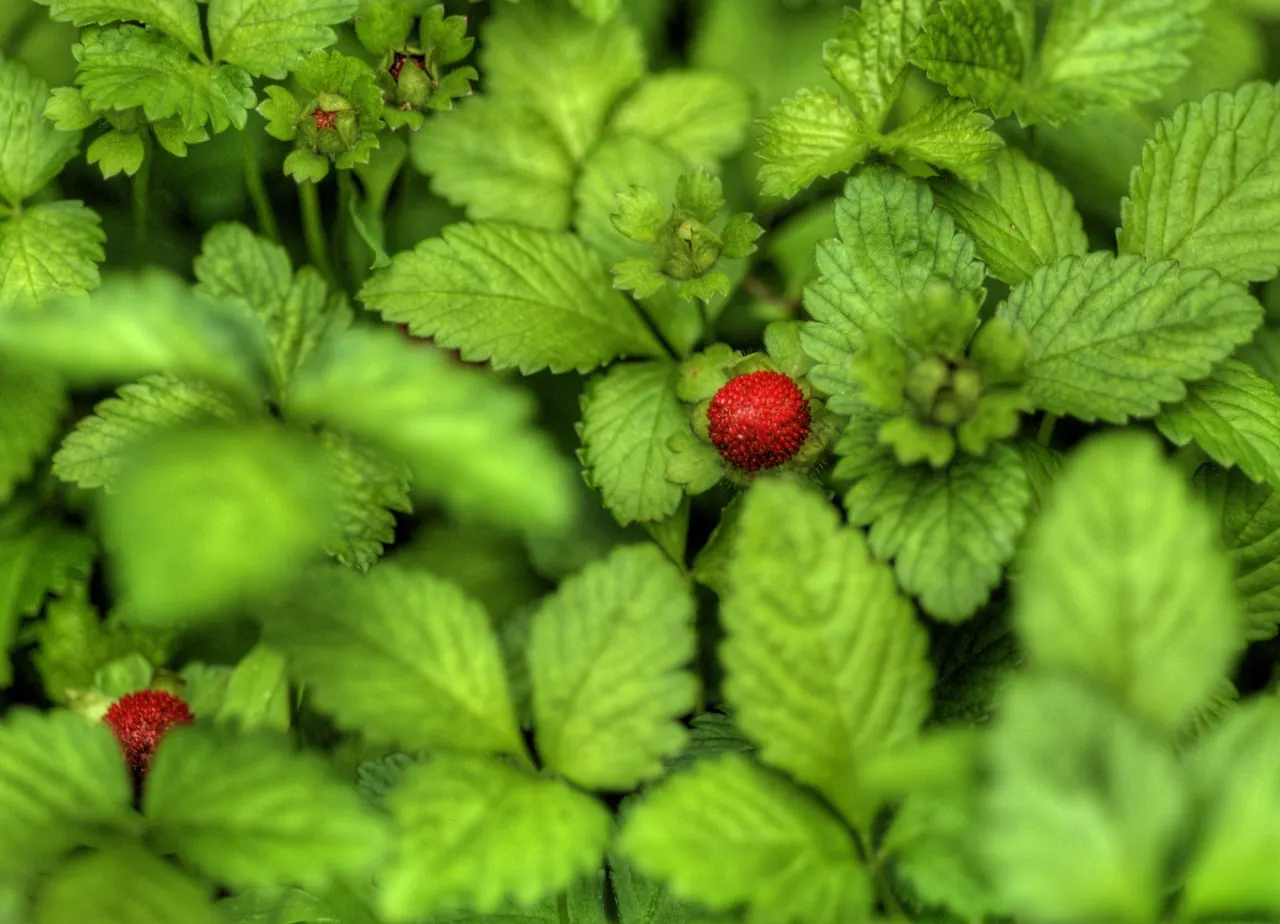 Indian Mock Strawberry (Duchesnea Indica) — This makes them an ideal candidate for ground cover; although the berries resemble the common strawberry, image 107