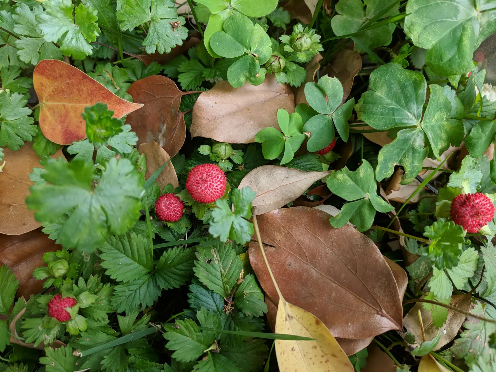 Indian Mock Strawberry (Duchesnea Indica) — it prefers partial to full sun and reaches about 3 inches in height; thriving in USDA zones 5-9, image 89