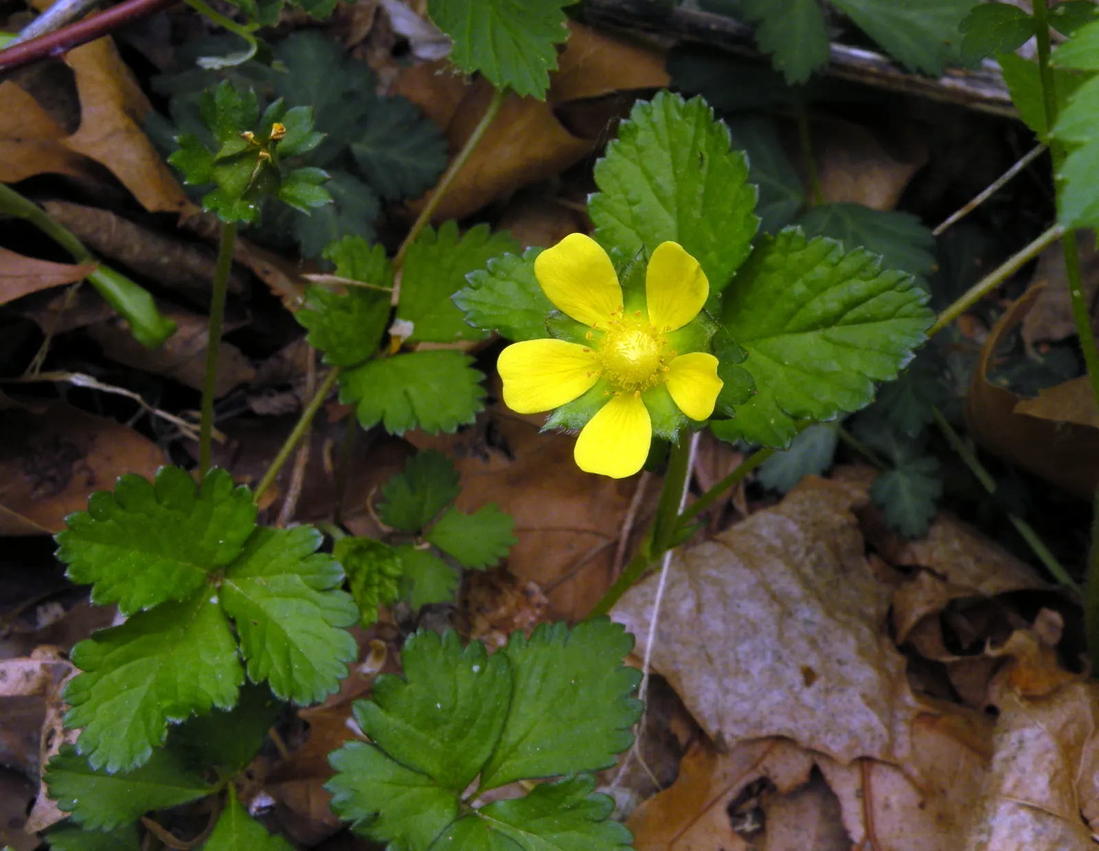 Indian Mock Strawberry (Duchesnea Indica) — This plant is an attractive filler, though not valued for its fruit; although the berries resemble the, image 91