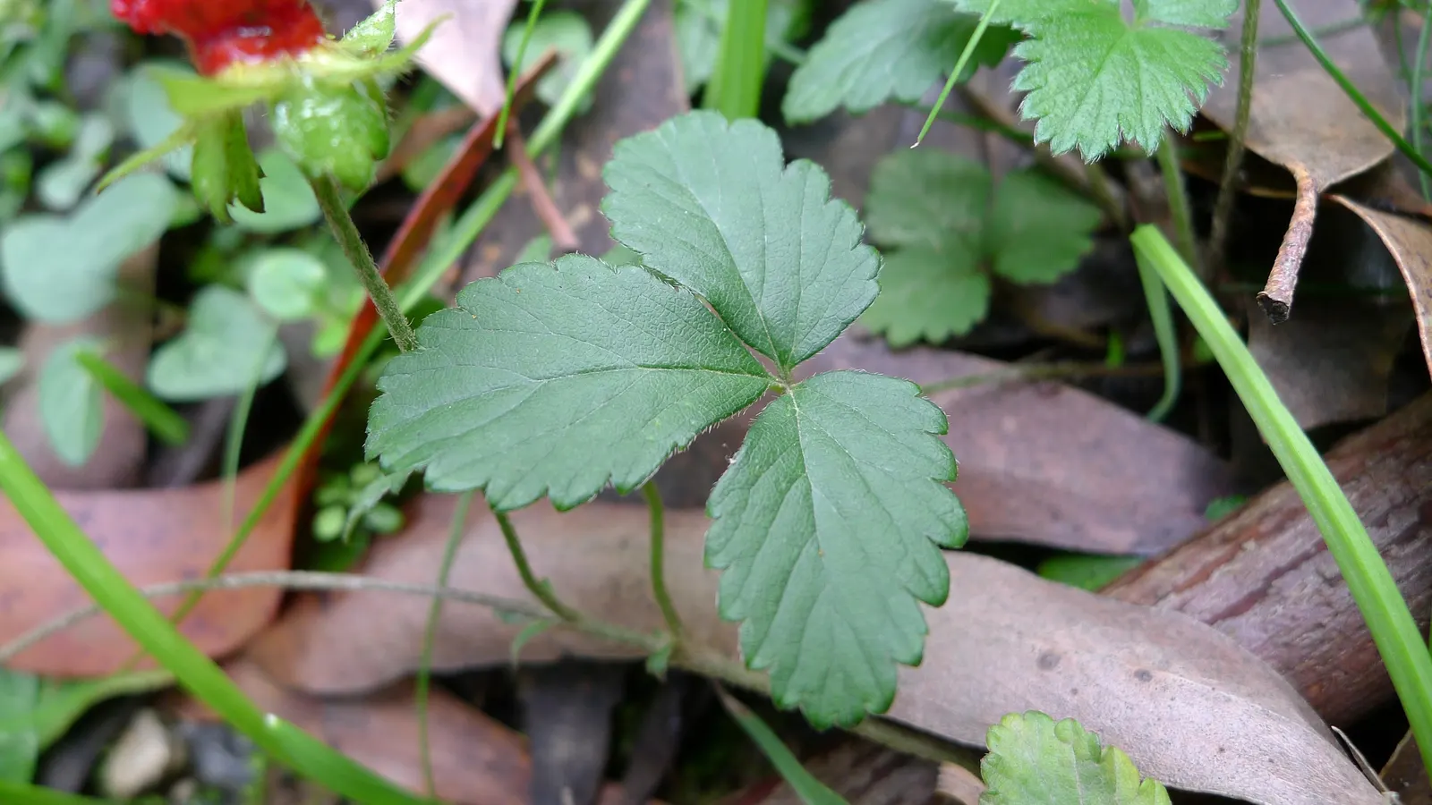 Indian Mock Strawberry (Duchesnea Indica) — Although the berries resemble the common strawberry; with each leaflet typically reaching a length of 1, image 102
