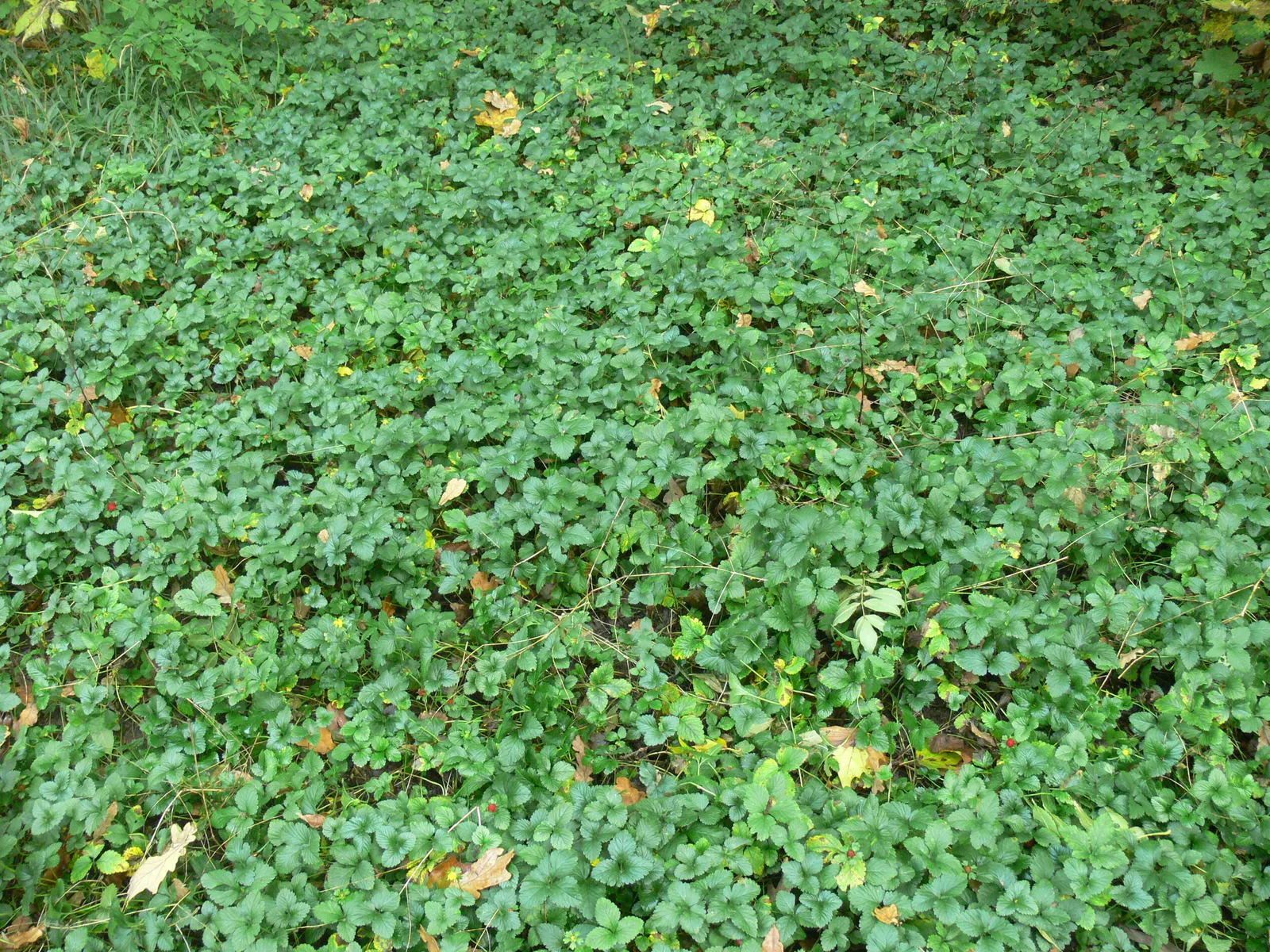 Indian Mock Strawberry (Duchesnea Indica) — about half an inch across; with each leaflet typically reaching a length of 1 to 3 inches, image 126