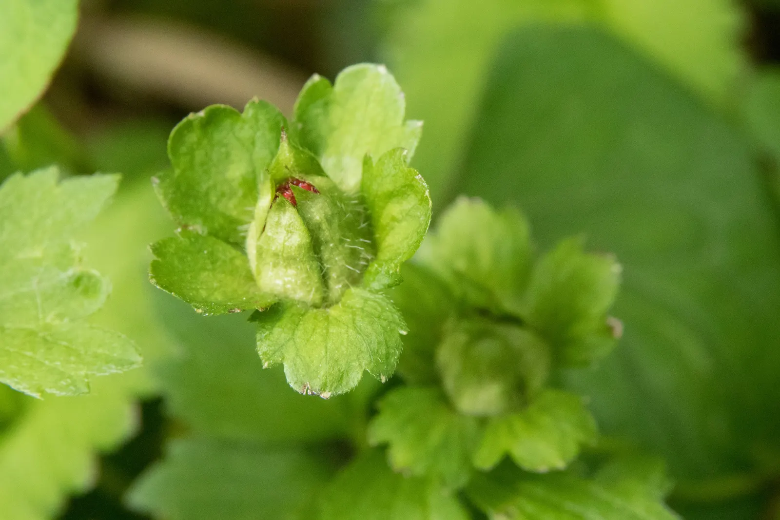 Indian Mock Strawberry (Duchesnea Indica) — demonstrating a high level of adaptability to various climates; thriving in USDA zones 5-9