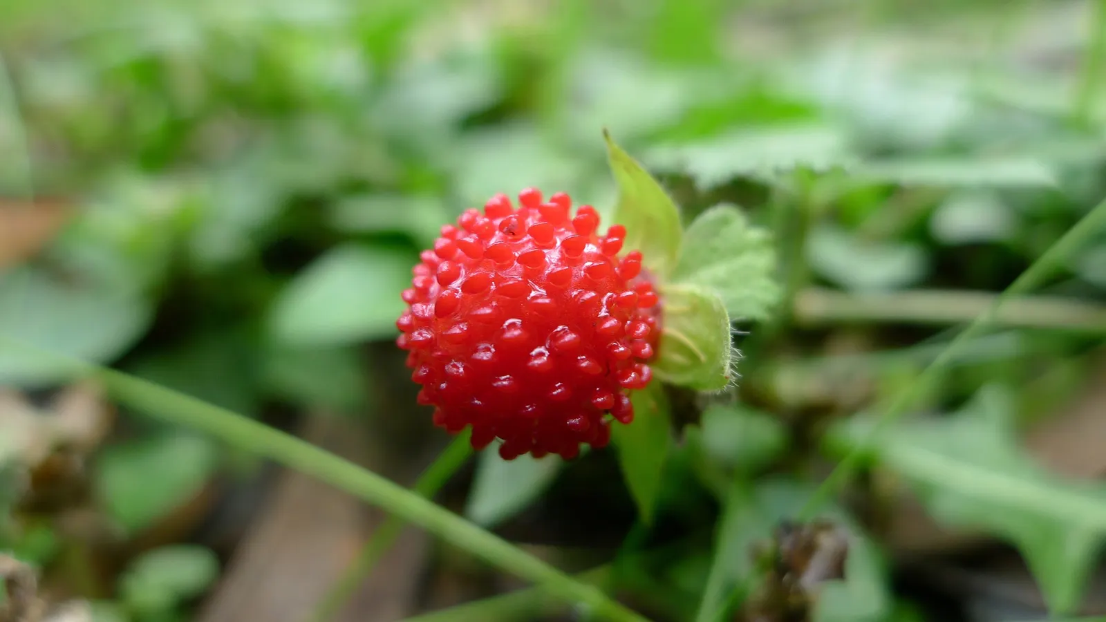 Indian Mock Strawberry (Duchesnea Indica) — it prefers partial to full sun and reaches about 3 inches in height; thriving in USDA zones 5-9