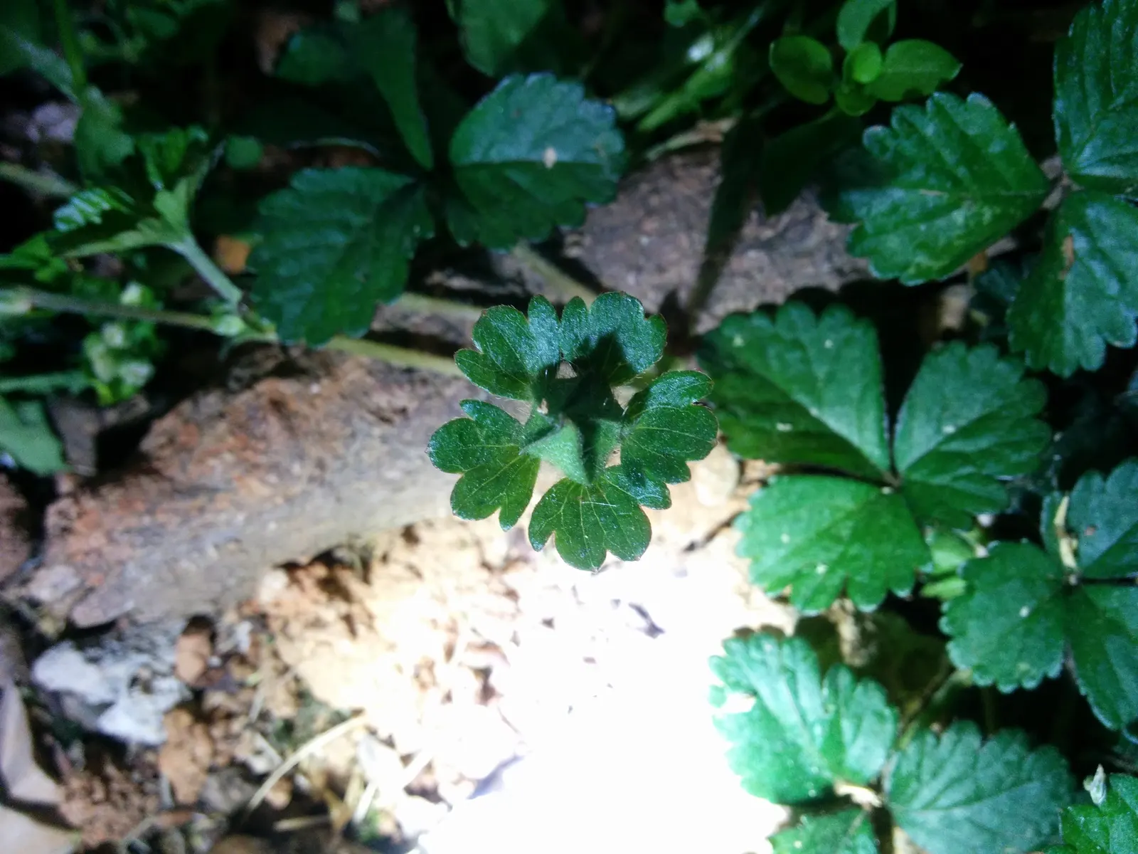 Indian Mock Strawberry (Duchesnea Indica) — This makes them an ideal candidate for ground cover; although the berries resemble the common strawberry, image 135
