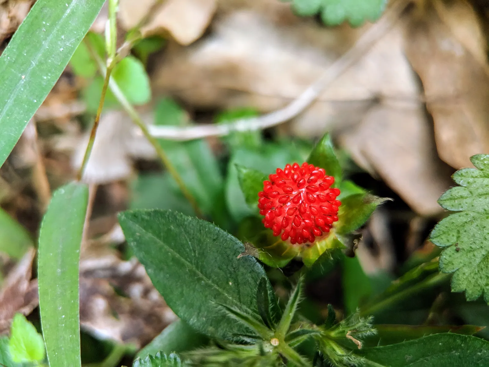 Indian Mock Strawberry (Duchesnea Indica) — ground cover / perennial for full or half or shade; their adaptability and low maintenance make them a, image 84