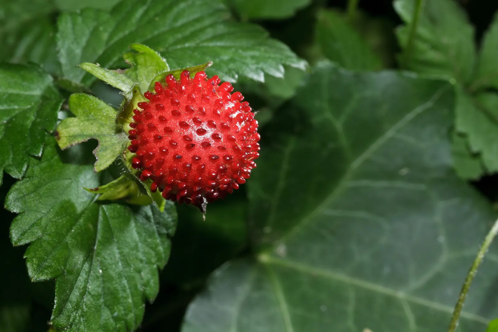 Indian Mock Strawberry (Duchesnea Indica) — is a ground-cover plant native to South and East Asia but has successfully naturalized in many other, image 149