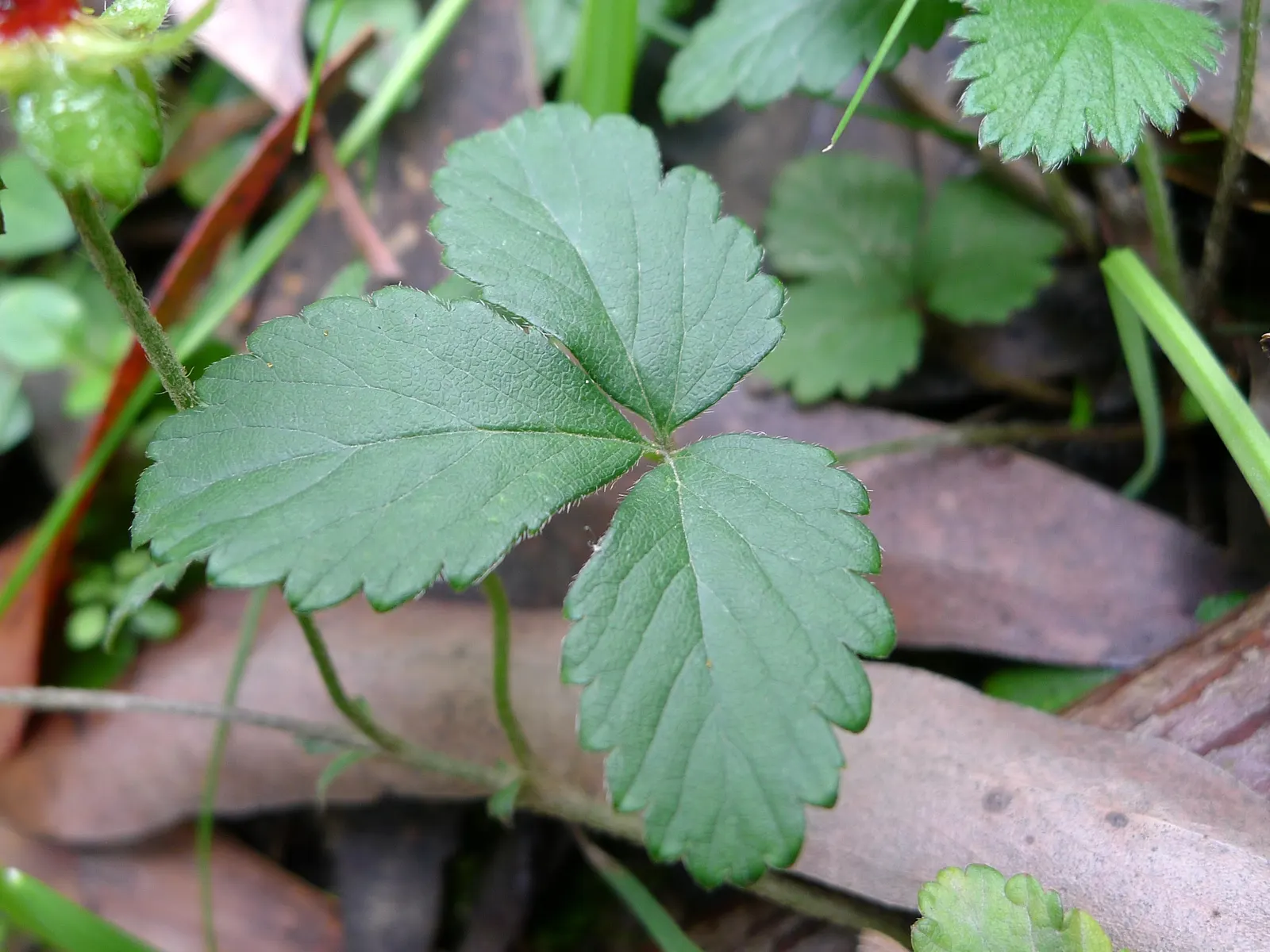 Indian Mock Strawberry (Duchesnea Indica) — ground cover / perennial with yellow blooms; although the berries resemble the common strawberry, image 111