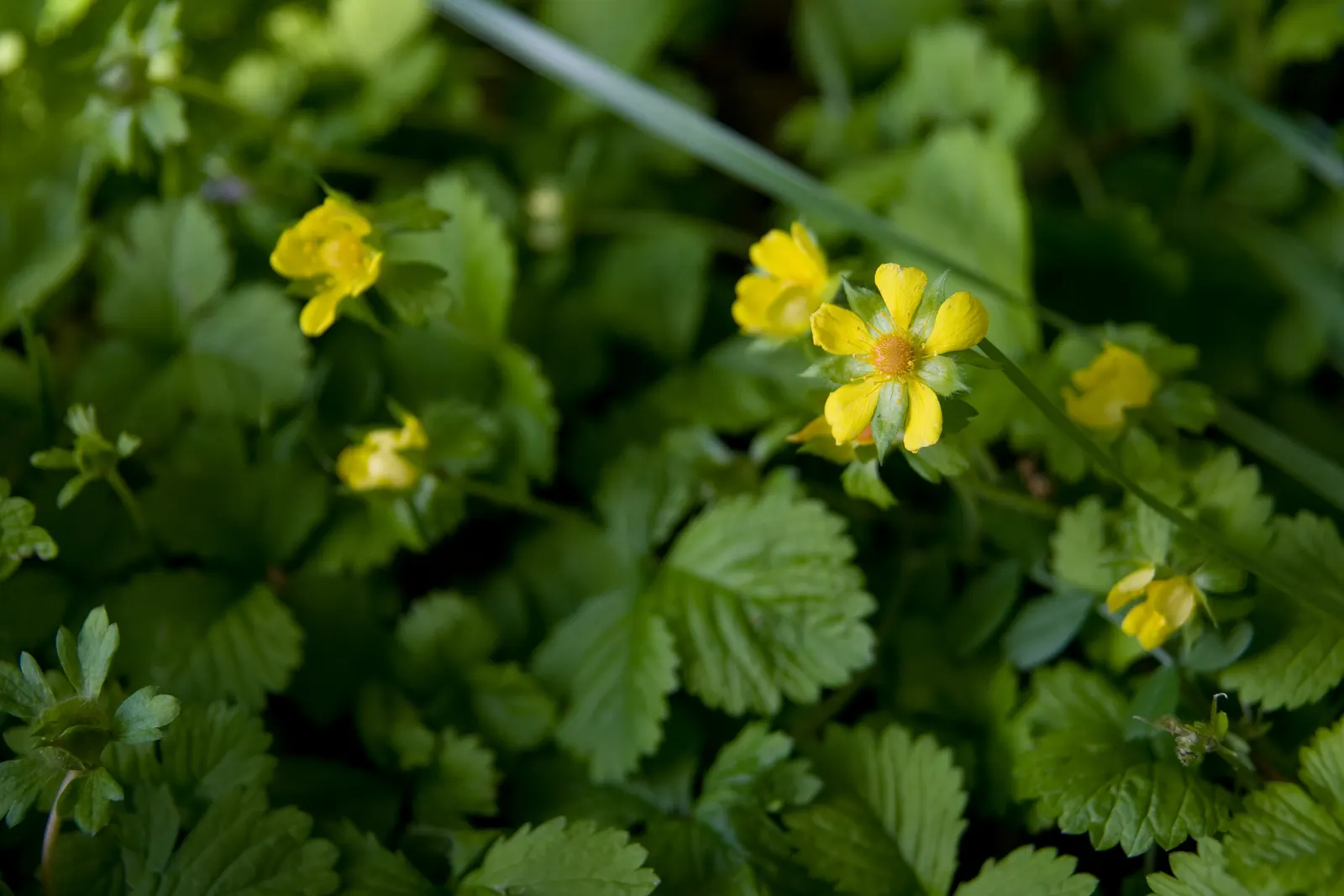 Indian Mock Strawberry (Duchesnea Indica) — It produces small red fruits resembling true strawberries; with each leaflet typically reaching a, image 114