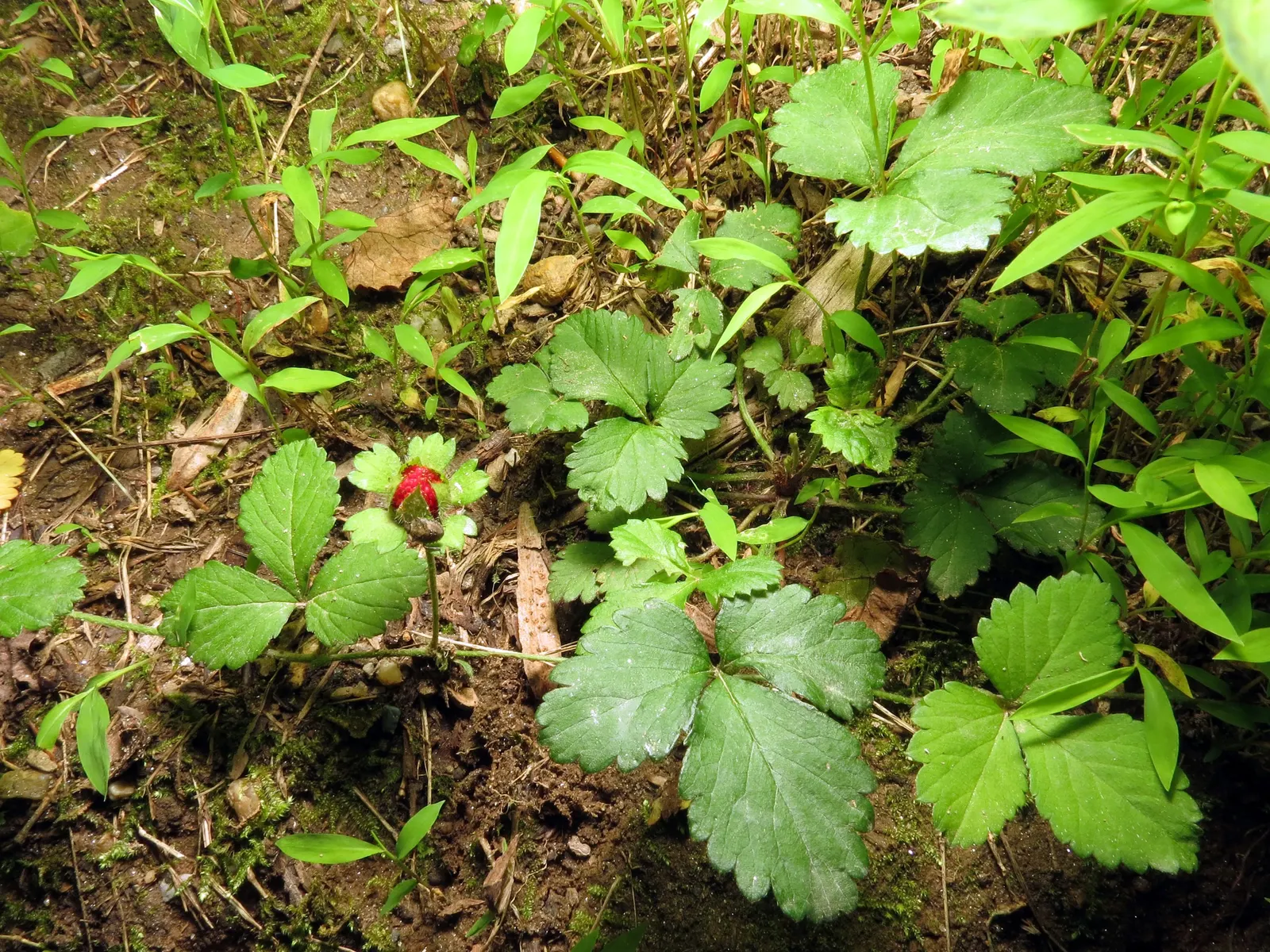 Indian Mock Strawberry (Duchesnea Indica) — filling spaces between stepping stones or cascading over retaining walls in a landscape design; their, image 136