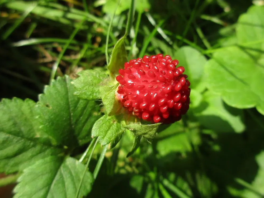 Indian Mock Strawberry (Duchesnea Indica) — with each leaflet typically reaching a length of 1 to 3 inches; although the berries resemble the, image 95