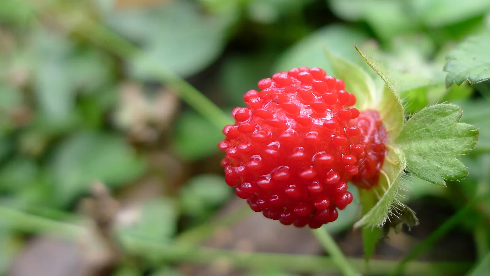 Indian Mock Strawberry (Duchesnea Indica) — ground cover / perennial with yellow blooms; although the berries resemble the common strawberry